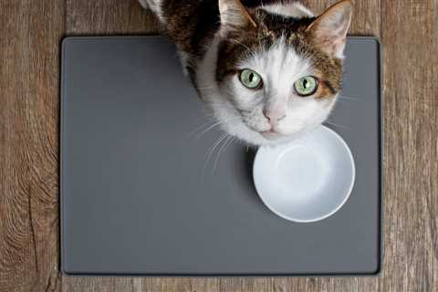 Why Do Cats Love Tuna? Science May Finally Have An Answer