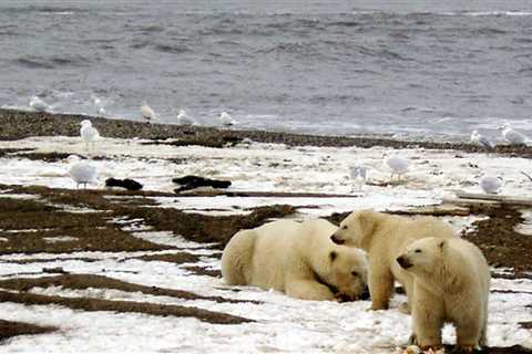 The US bans oil and gas drilling in an Alaskan haven, reversing Trump-era leases