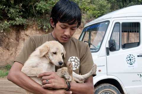 All stray dogs in Bhutan have been neutered – •