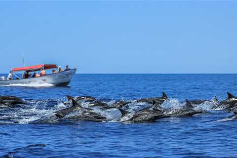 Stop feeding the dolphins—seriously | Popular Science