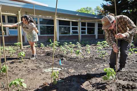 Food Sovereignty Movement Sprouts as Bison Return to Indigenous Communities