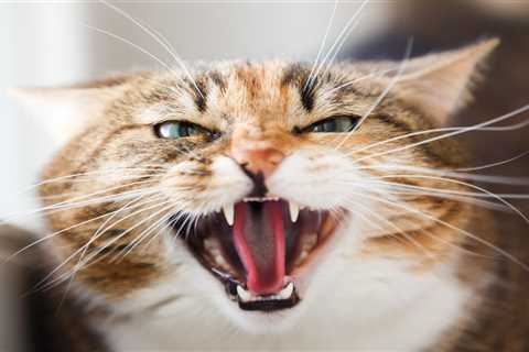 Science Can Make Trimming Claws Less Stressful
