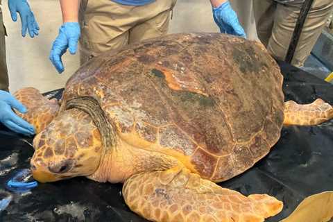 Rescued sea turtle released after stay at Marine Science Center