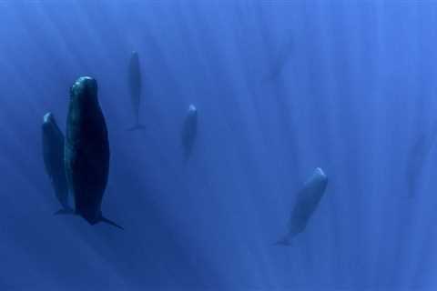 How do marine mammals sleep underwater?