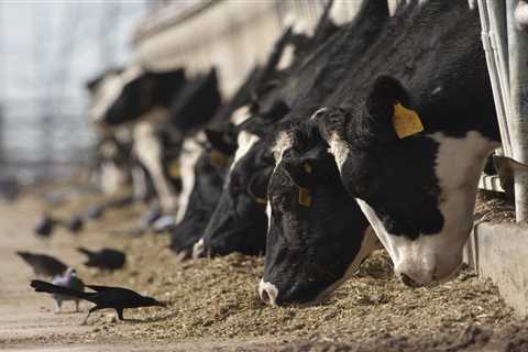 Clues From Bird Flu’s Ground Zero on Dairy Farms in the Texas Panhandle