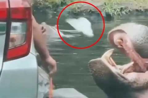 A tourist throws a bag into the hippo’s mouth – •