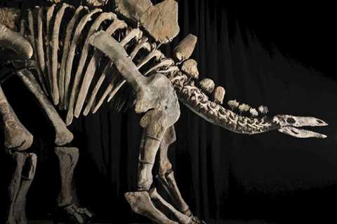 The dinosaur trade: is science getting left by the wayside?